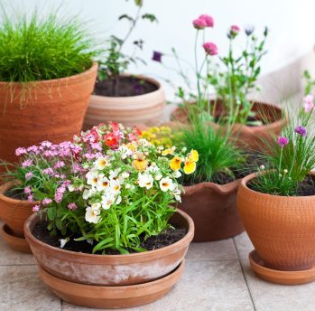 Houseplants for Cleaner Air