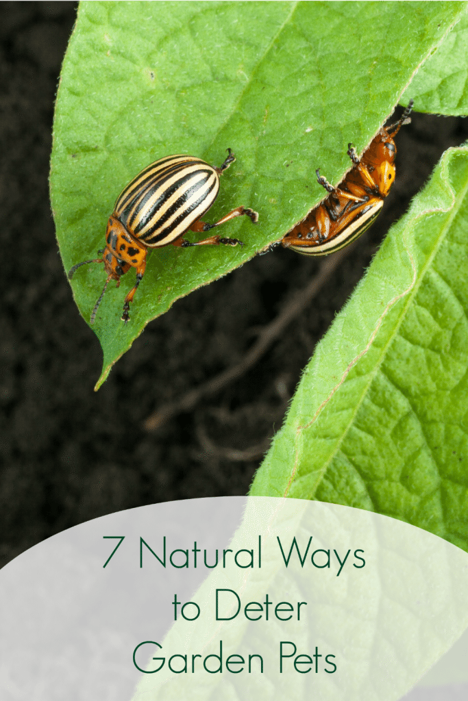 Vegetable Garden Tips like these 7 Natural Vegetable Garden Pest Deterrents will help you to keep your garden organic this year with ease! 