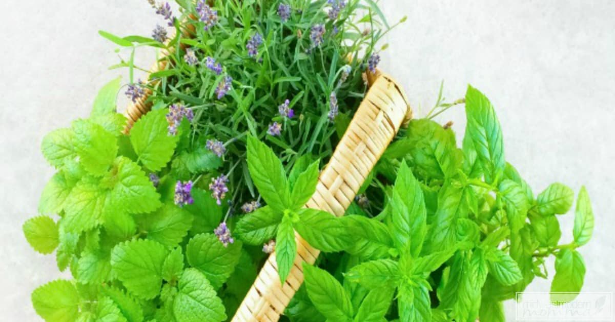 Preserving Fresh Herbs is easy with our great tips! Save money and prepare amazing delicious meals with these tips!