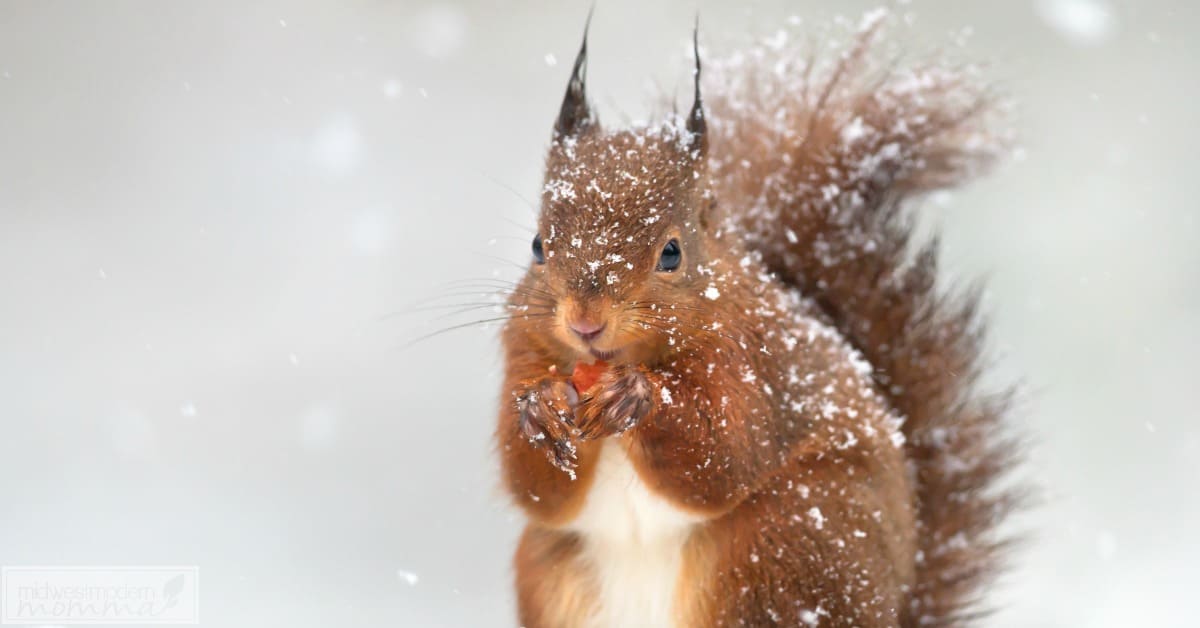 Care For Animals this winter with these great tips! Our 7 Ways To Care For Animals During Winter are ideal for keeping the neighborhood critters happy! 