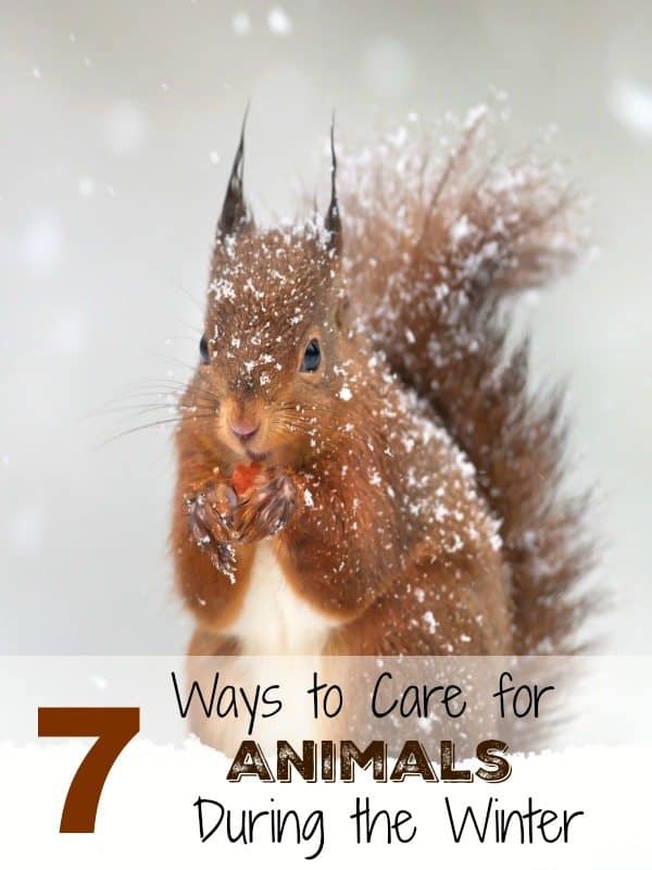 Care For Animals this winter with these great tips! Our 7 Ways To Care For Animals During Winter are ideal for keeping the neighborhood critters happy! 