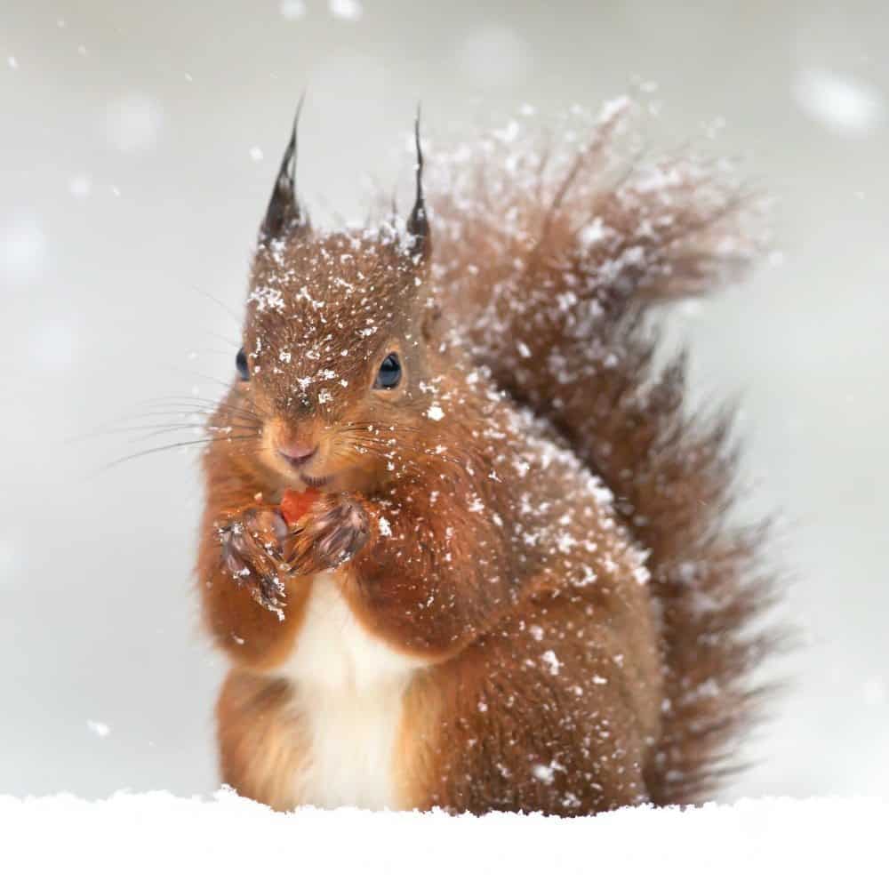 Care For Animals this winter with these great tips! Our 7 Ways To Care For Animals During Winter are ideal for keeping the neighborhood critters happy!