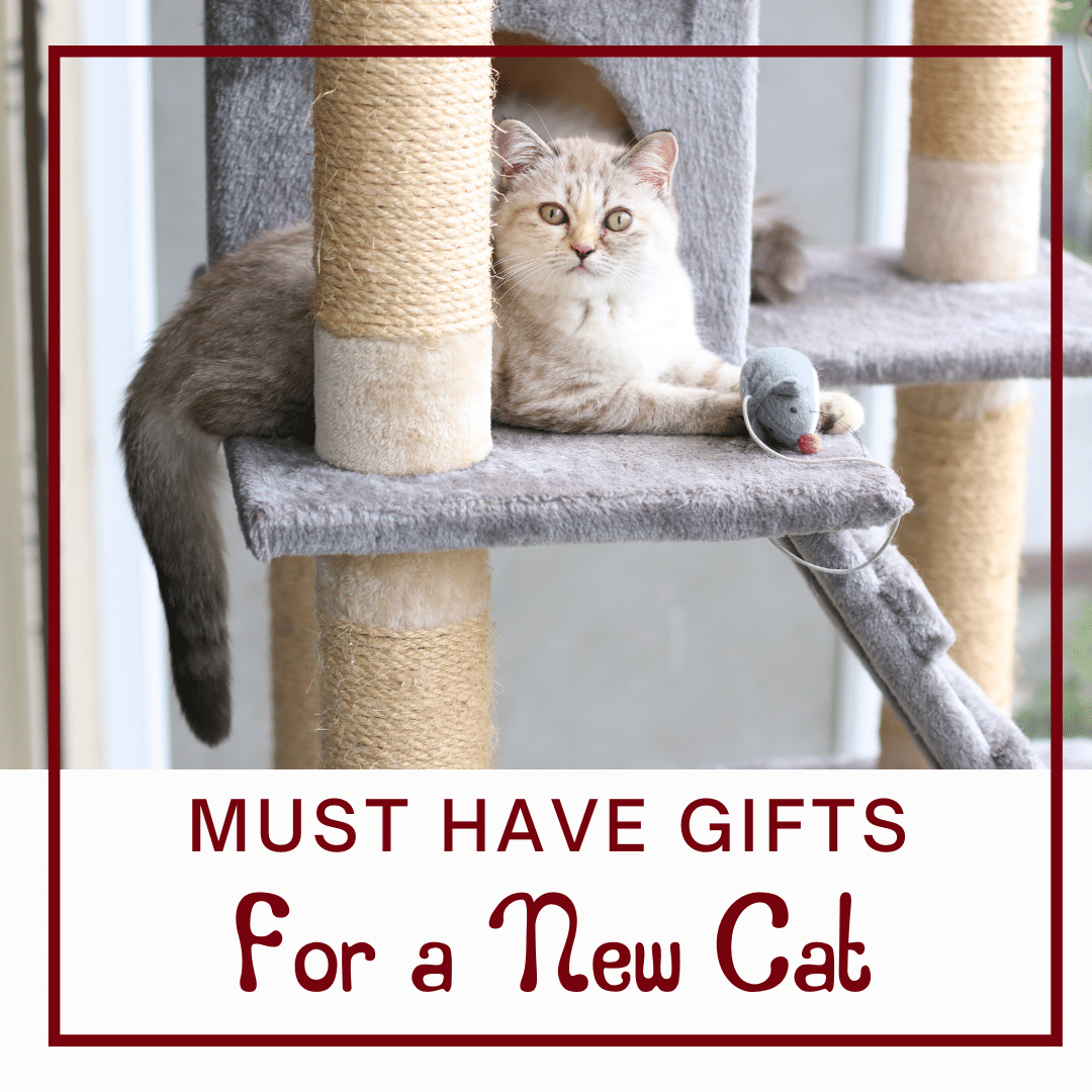 Light coloured cat on a perch in a cat tree, with a toy mouse.