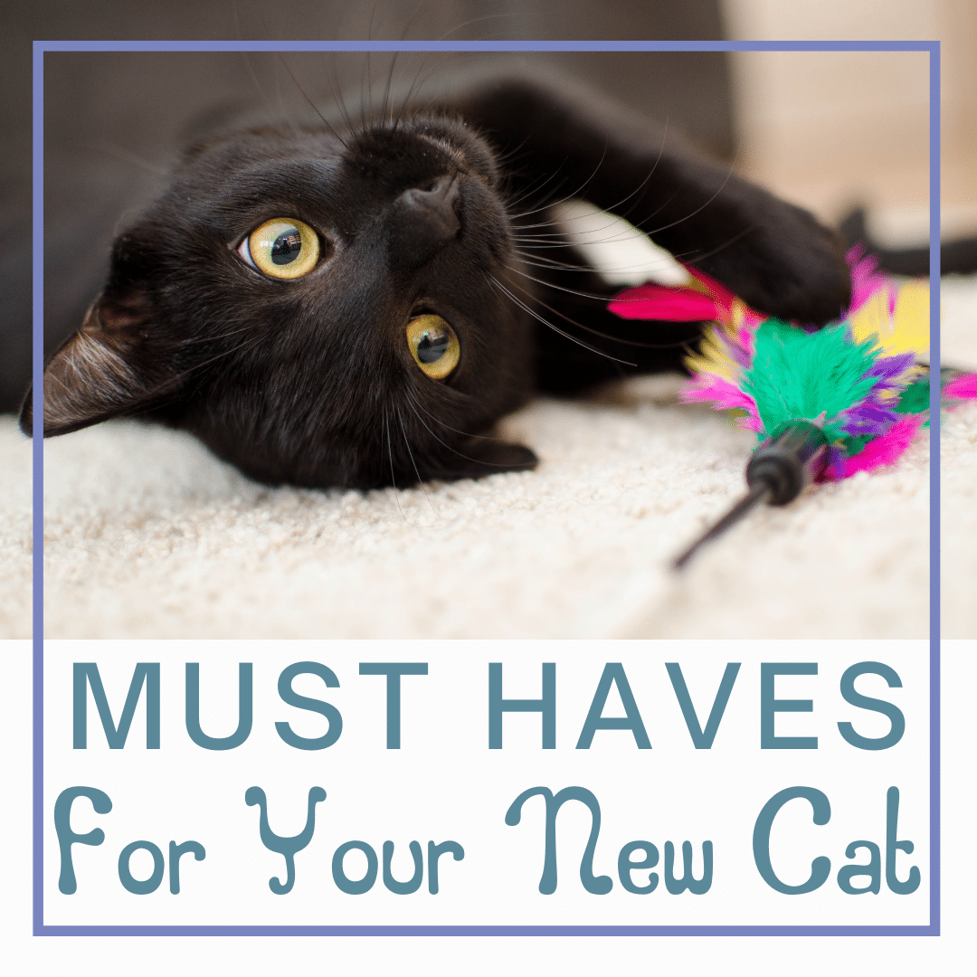 Black cat laying on its back with a feathered toy in its front paws.