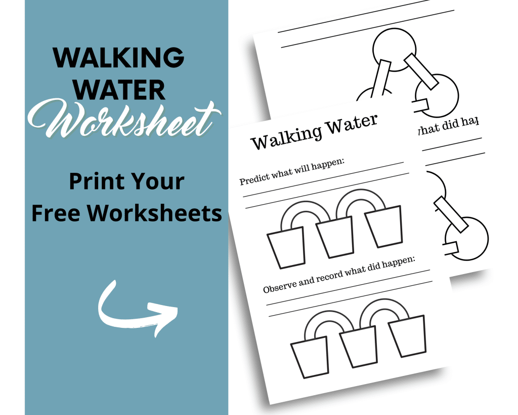 Two printable worksheets for the walking water experiment.