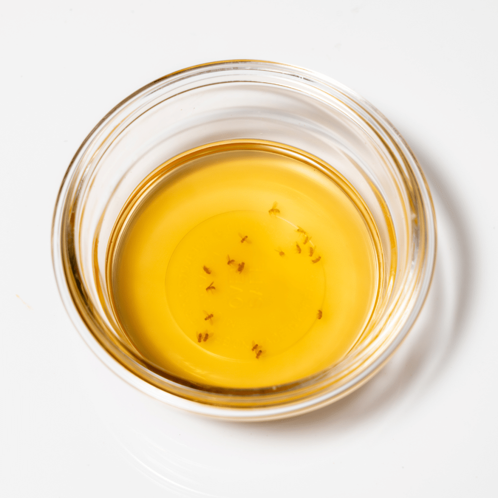 A shallow glass bowl of apple cider vinegar with dead gnats at the bottom.