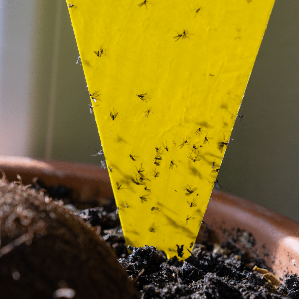 Sticky glue trap with gnats stuck on it inside an indoor plant pot.